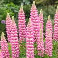 Lupinus Łubin Różowy piękne różowe kwiaty kłącze 1szt.
