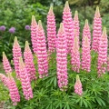 Lupinus Łubin Różowy piękne różowe kwiaty kłącze 1szt.