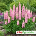 Lupinus Łubin Różowy piękne różowe kwiaty kłącze 1szt.