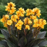 Canna Kanna Louis Cotton piękne ciemne liście i żółto-pomarańczowe kwiaty kłącze 1szt. 