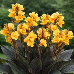 Canna Kanna Louis Cotton piękne ciemne liście i żółto-pomarańczowe kwiaty kłącze 1szt. 