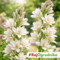 Polianthes tuberosa Tuberoza Wonna piękne kwiaty cebula 1szt.