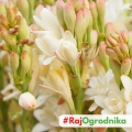 Polianthes tuberosa Tuberoza Wonna piękne kwiaty cebula 1szt.