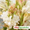 Polianthes tuberosa Tuberoza Wonna piękne kwiaty cebula 1szt.