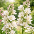 Polianthes tuberosa Tuberoza Wonna piękne kwiaty cebula 1szt.