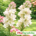 Polianthes tuberosa Tuberoza Wonna piękne kwiaty cebula 1szt.