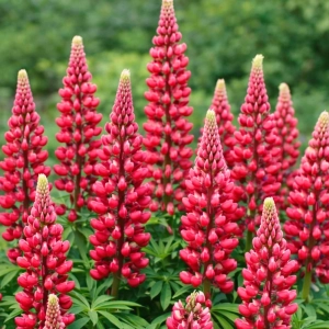 Lupinus Łubin Czerwony piękne czerwone kwiaty kłącze 1szt.