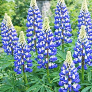 Lupinus Łubin Niebieski piękne niebieskie kwiaty kłącze 1szt.