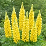 Lupinus Łubin Żółty piękne żółte kwiaty kłącze 1szt.