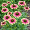 Echinacea Jeżówka Green Twister piękne różowo-limonkowe kwiaty kłącze 1szt. 