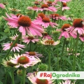 Echinacea Jeżówka Green Twister piękne różowo-limonkowe kwiaty kłącze 1szt. 