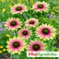 Echinacea Jeżówka Green Twister piękne różowo-limonkowe kwiaty kłącze 1szt. 