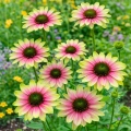 Echinacea Jeżówka Green Twister piękne różowo-limonkowe kwiaty kłącze 1szt. 