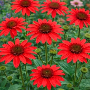 Echinacea Jeżówka Red Magnus piękne czerwone kwiaty kłącze 1szt. 