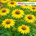 Echinacea Jeżówka Żółta duże wspaniałe żółte kwiaty kłącze 1szt. 