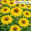 Echinacea Jeżówka Żółta duże wspaniałe żółte kwiaty kłącze 1szt. 