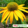 Echinacea Jeżówka Żółta duże wspaniałe żółte kwiaty kłącze 1szt. 