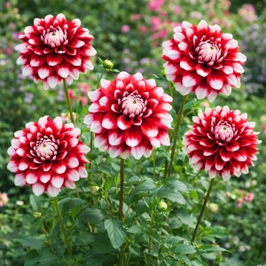 Dalia Talerzowa Duet duże wspaniałe kwiaty karpa 1szt. 