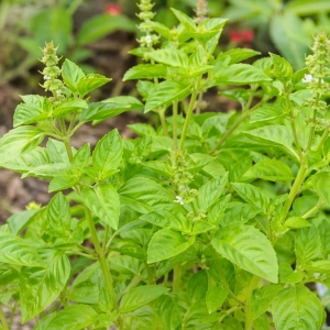 Bazylia cytrynowa Thai Lemon Basil odmiana o świeżym cytrusowym aromacie nasiona 0,4g - ReinSaat