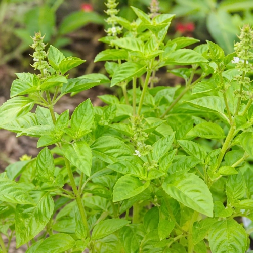 Bazylia cytrynowa Thai Lemon Basil odmiana o świeżym cytrusowym aromacie nasiona 0,4g - ReinSaat