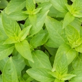 Bazylia cytrynowa Thai Lemon Basil odmiana o świeżym cytrusowym aromacie nasiona 0,4g - ReinSaat