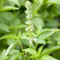 Bazylia cytrynowa Thai Lemon Basil odmiana o świeżym cytrusowym aromacie nasiona 0,4g - ReinSaat
