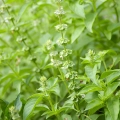 Bazylia cytrynowa Thai Lemon Basil odmiana o świeżym cytrusowym aromacie nasiona 0,4g - ReinSaat
