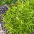 Bazylia cytrynowa Thai Lemon Basil odmiana o świeżym cytrusowym aromacie nasiona 0,4g - ReinSaat