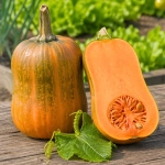 Dynia Honeynut odmiana typu butternut nasiona 8 szt. - ReinSaat