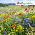 Łąka kwietna Mieszanka bylinowa roślin miododajnych na tereny suche nasiona 500g - TORAF 