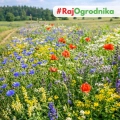Łąka kwietna Mieszanka bylinowa roślin miododajnych na tereny suche nasiona 500g - TORAF 