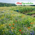 Łąka kwietna Mieszanka bylinowa roślin miododajnych na tereny suche nasiona 20g - TORAF