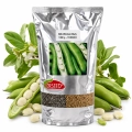 Bób Windsor Biały TOR nasiona 1kg - TORSEED