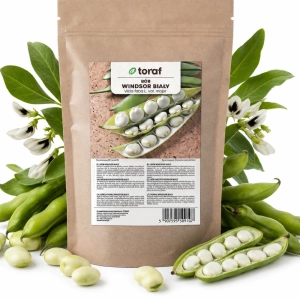 Bób Windsor Biały nasiona 500g - TORAF