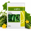 Ogórek Octopus F1 gruntowy nasiona 500 szt. - Syngenta