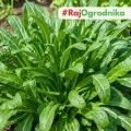 Mibuna smaczne warzywo o zielonych długich liściach nasiona 1g - ReinSaat