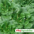 Tatsoi rozetowe pak choi smaczne warzywo o zielonych liściach nasiona na 500 roślin - ReinSaat
