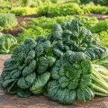 Tatsoi rozetowe pak choi smaczne warzywo o zielonych liściach nasiona na 500 roślin - ReinSaat