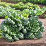Tatsoi rozetowe pak choi smaczne warzywo o zielonych liściach nasiona na 500 roślin - ReinSaat