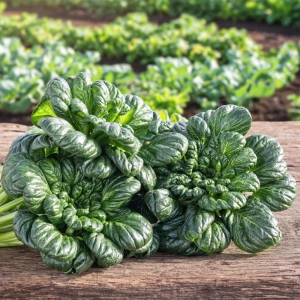 Tatsoi rozetowe pak choi smaczne warzywo o zielonych liściach nasiona na 500 roślin - ReinSaat