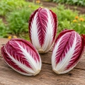 Radicchio Treviso 206 TT cykoria sałatowa nasiona 0,25g - ReinSaat