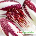 Radicchio Treviso 206 TT cykoria sałatowa nasiona 0,25g - ReinSaat