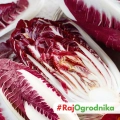 Radicchio Treviso 206 TT cykoria sałatowa nasiona 0,25g - ReinSaat