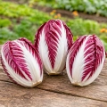 Radicchio Treviso 206 TT cykoria sałatowa nasiona 0,25g - ReinSaat