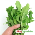 Wasabi Rauke Rukola Wasabi smaczne pikantne liście nasiona 0,15g - ReinSaat