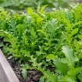 Wasabi Rauke Rukola Wasabi smaczne pikantne liście nasiona 0,15g - ReinSaat