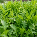 Wasabi Rauke Rukola Wasabi smaczne pikantne liście nasiona 0,15g - ReinSaat