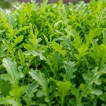 Wasabi Rauke Rukola Wasabi smaczne pikantne liście nasiona 0,15g - ReinSaat