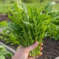 Wasabi Rauke Rukola Wasabi smaczne pikantne liście nasiona 0,15g - ReinSaat