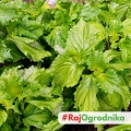 Bazylia Mrihani odmiana o świeżym cytrusowo-anyżowym aromacie nasiona 0,8g - ReinSaat